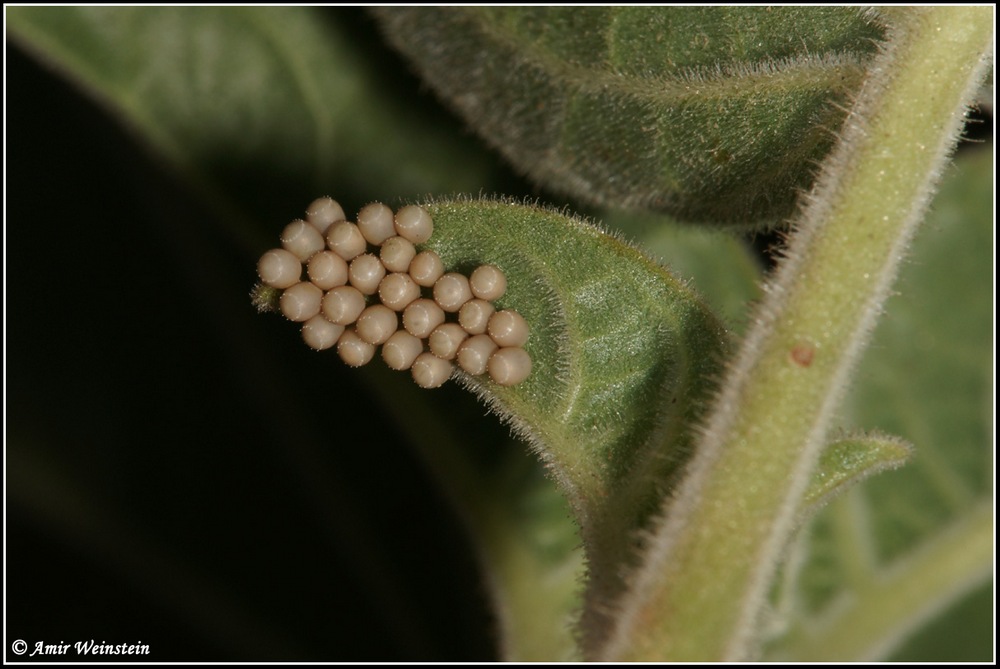 Heteroptera d''Israele